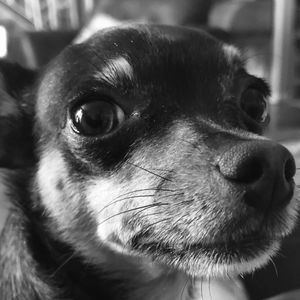 Meet your Posher, Tara